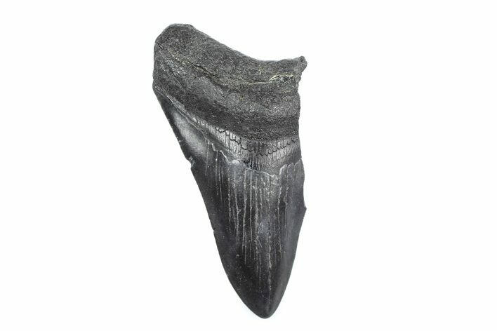 Partial Fossil Megalodon Tooth - South Carolina #362570